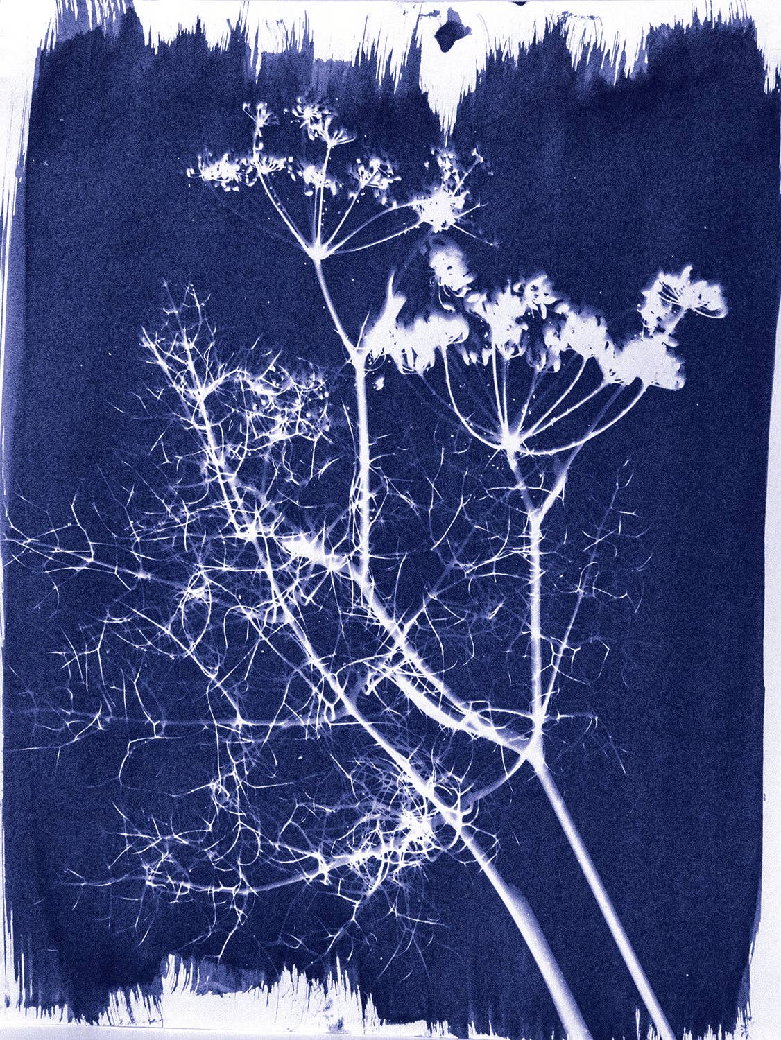 Cyanotype Set